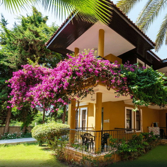Hotel Club Dizalya Bungalow mit Bougainvilleen
